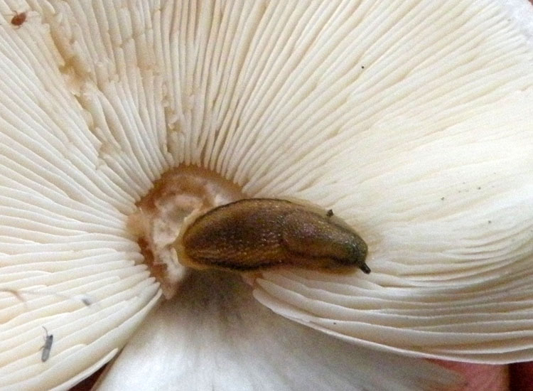 Lumache trentine 2: Arion circumscriptus?